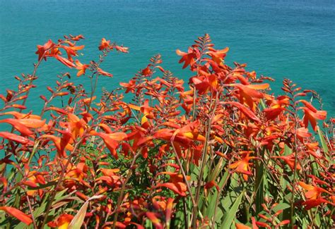 Montbretia - planting, growing care