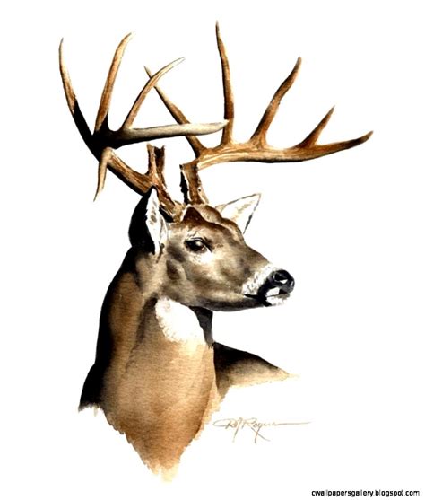 Deer Buck Drawings | Wallpapers Gallery