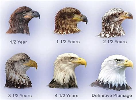 Age Progression in Bald Eagles - Loudoun Wildlife Conservancy