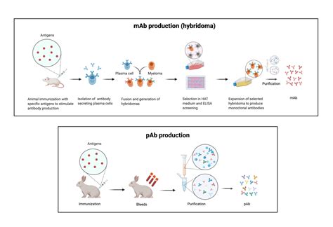 Monoclonal vs Polyclonal Antibody Drugs - Rapid Novor