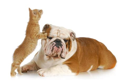 Dog and cat playing stock image. Image of background - 27202267