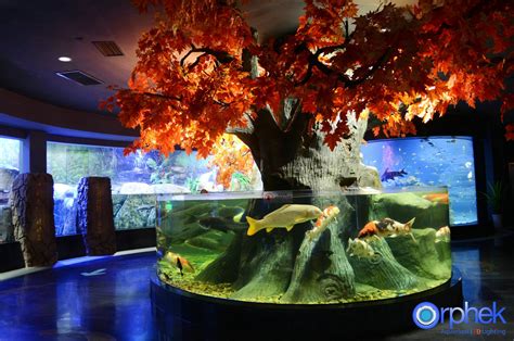 Aquarium LED Lighting Photos Reef and Planted Aquarium gallery |Orphek