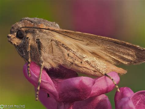 Miller Moth Colorado Migration