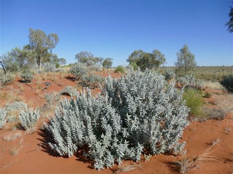 Ian Fraser, talking naturally: The Great Sandy Desert: #4, shrubs