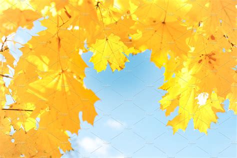 Autumn yellow leaves featuring fall, autumn, and leaves | Nature Stock Photos ~ Creative Market