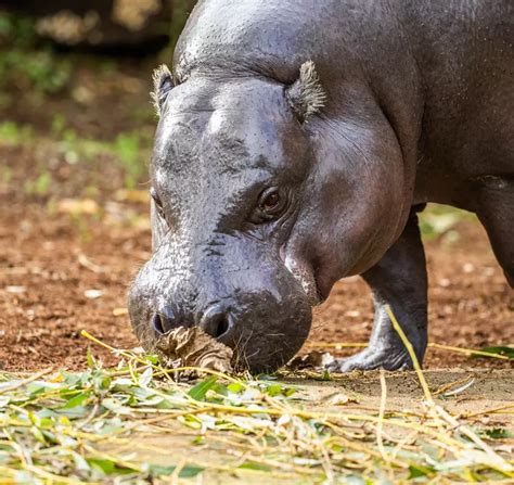 Pygmy hippo conservation | ZSL