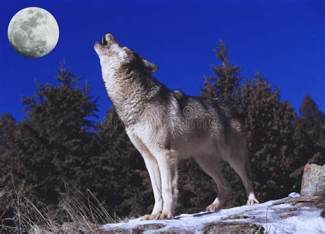 Arctic Wolf Howling At The Moon