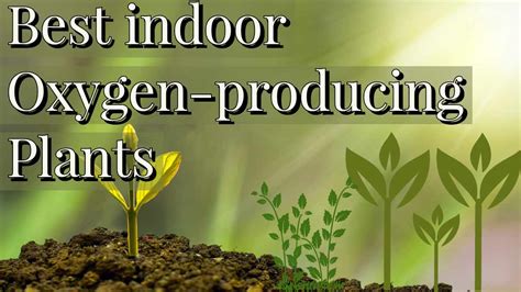 Which Indoor oxygen-producing plants Give oxygen All time: Oxygen ...