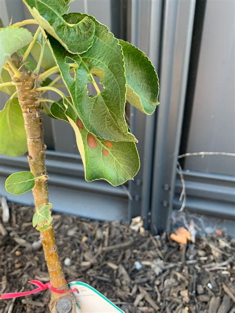 How to fix apple tree leaves curling and... | Bunnings Workshop community