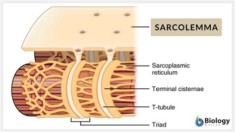 Sarcolemma - Definition and Examples - Biology Online Dictionary