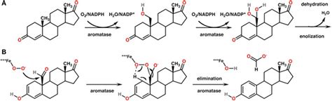 Frontiers | Potential Contribution of Aromatase Inhibition to the Effects of Nicotine and ...