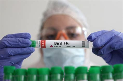 Flu experts gather with H5N1 risk on the agenda | The Star