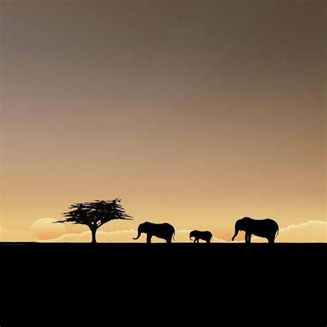 Elephant Sunset Wallpapers - Top Free Elephant Sunset Backgrounds ...