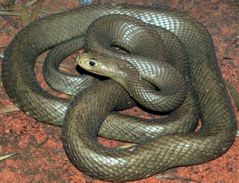 Central Ranges Taipan Facts and Pictures | Reptile Fact