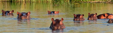 Hippo Facts | Southern Africa Wildlife Guide