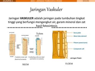 11 MIPA 4 - Bab 2 - jaringan tumbuhan dan jaringan hewan | PPT