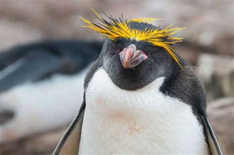 Macaroni Penguin | The Animal Facts | Appearance, Diet, Habitat