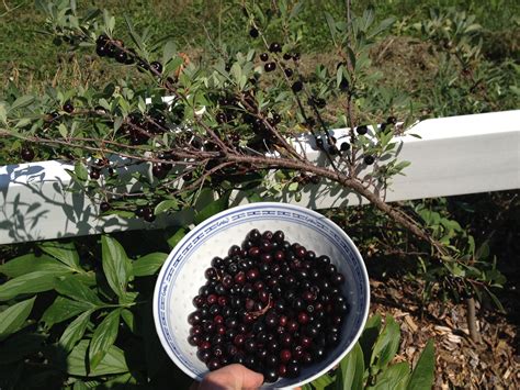 Sand Cherry Plum Bush - Beautiful Field Farm and Fruit Trees