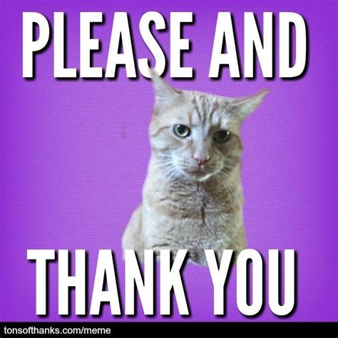 51 Nice Thank You Memes With Cats | Thank you memes, Thank you cat meme, Memes