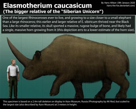 Elasmotherium caucasicum size by Harry-the-Fox on DeviantArt | Prehistoric animals, Small ...