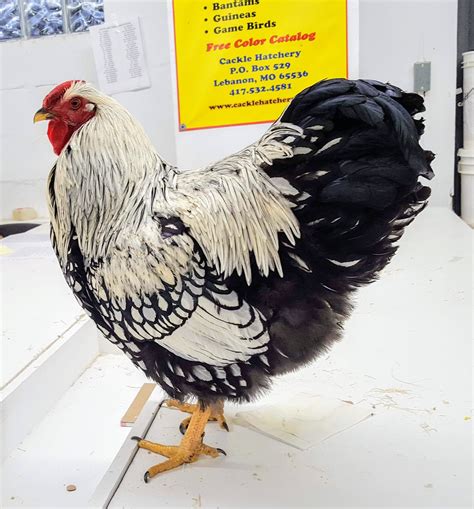 Silver Laced Wyandotte Chicken for Sale (Show Type) | Cackle Hatchery®