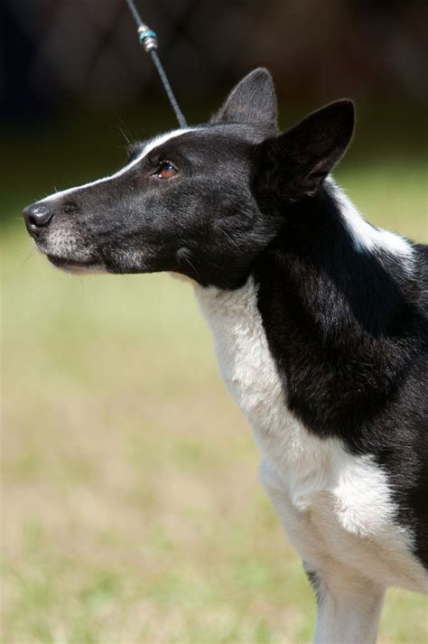 Canaan Dog - Canaan Dog at the Hickories Circuit Dog Show in Upstate ...