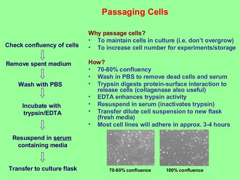 Introduction to cell culture techniques