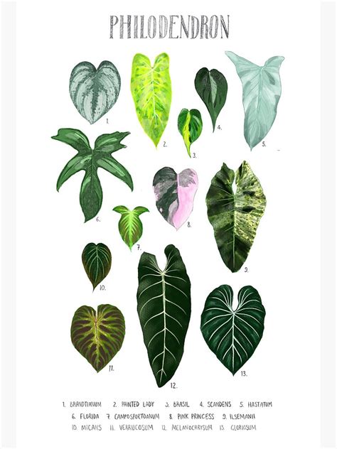 "Philodendron | Types of Philodendron | Art Lover print" Art Board Print for Sale by meechu ...