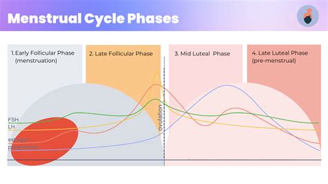 Female Hormone Cycle Chart