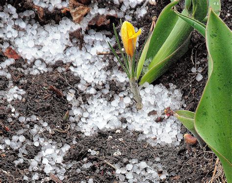 Camera on King & Aurora : Snow pellets? Soft hail? No...it's GRAUPEL.