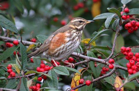 BBC - Nature UK: Autumn bird migration news: Exciting times