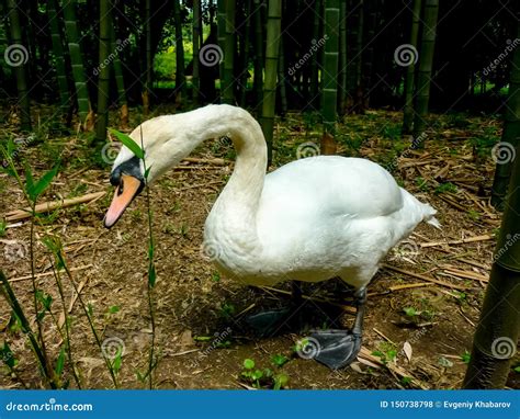 Adult White Swan Walking on the Shore. Close-up Stock Photo - Image of beautiful, adult: 150738798