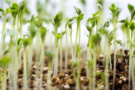 How To Grow Watercress | DIY Garden