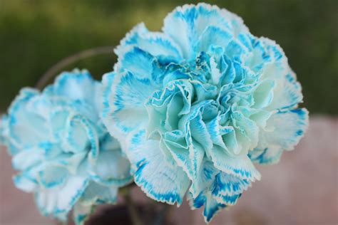 love is in the details: Red, White and Blue Carnations- the result