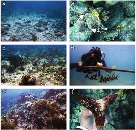 New Seeding Approach Reduces Costs and Time to Outplant Sexually Propagated Corals for Reef ...