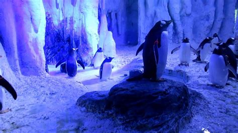 SEA LIFE London Aquarium Penguins 2017 - YouTube