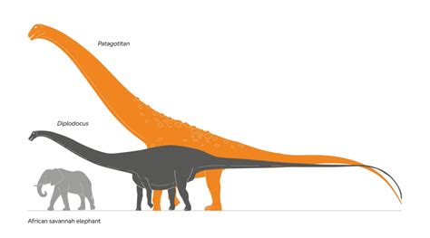 Titanosaur: How to see gigantic Natural History Museum dinosaur