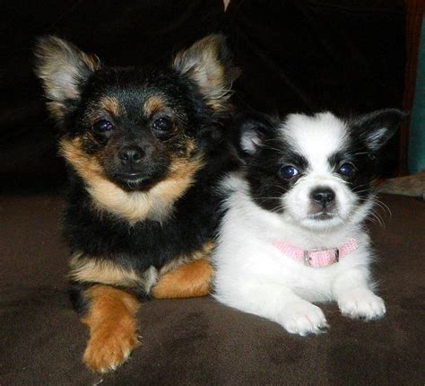 Mocha and Maizy. Chi Pom puppies | Puppies, Dog breeds, Dogs and puppies