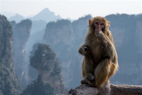 Zhangjiajie Monkeys | Zhangjiajie National Park is one of th… | Flickr