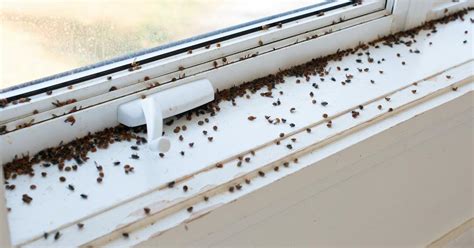 What Happens to Ladybugs in the Winter? Here's Why They're in Your House