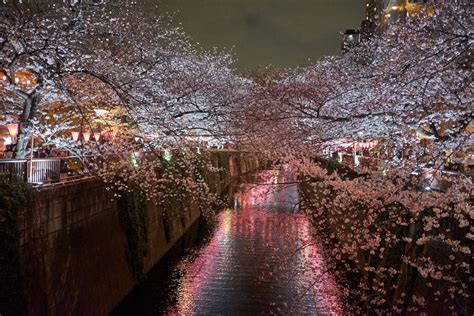 Nakameguro Cherry Blossom Illuminations 2025 | japanistry.com