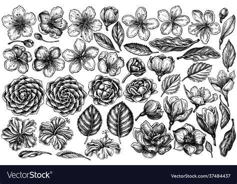 Set hand drawn black and white hibiscus Royalty Free Vector