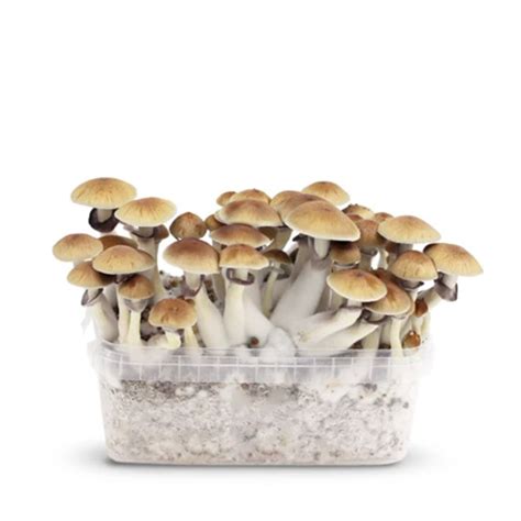 Golden Teacher Magic Mushroom Growkits