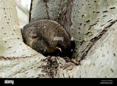 Possum sleeping in tree in South Australia Stock Photo - Alamy