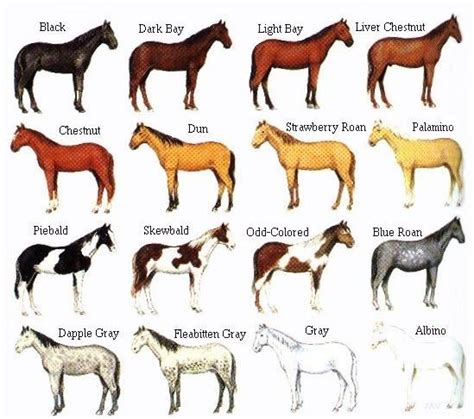 Horse Color Chart