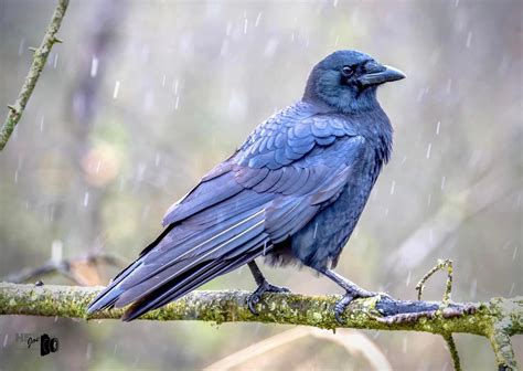 Crows Are Among the Smartest Birds Around