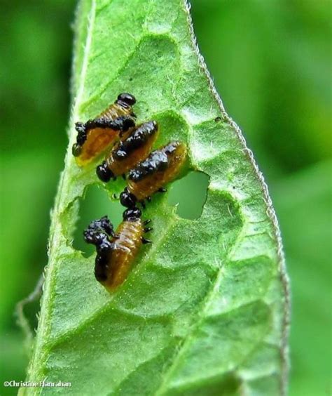 Three lined potato beetle larvae – OFNC