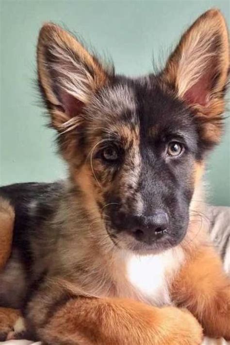 German shepherd Mix | Shepherd mix puppies, Baby german shepherds, Australian shepherd dogs