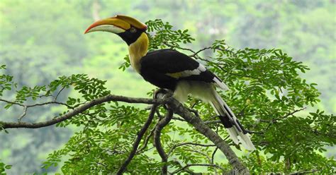 In this book, nature and conservation researchers explain how they protect wildlife in India