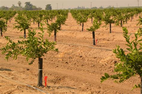 Drip irrigation in fruits - Oxfarm Organic Ltd